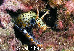 Dragon Moray - Oahu, Hawaii by Kelli Shaw 